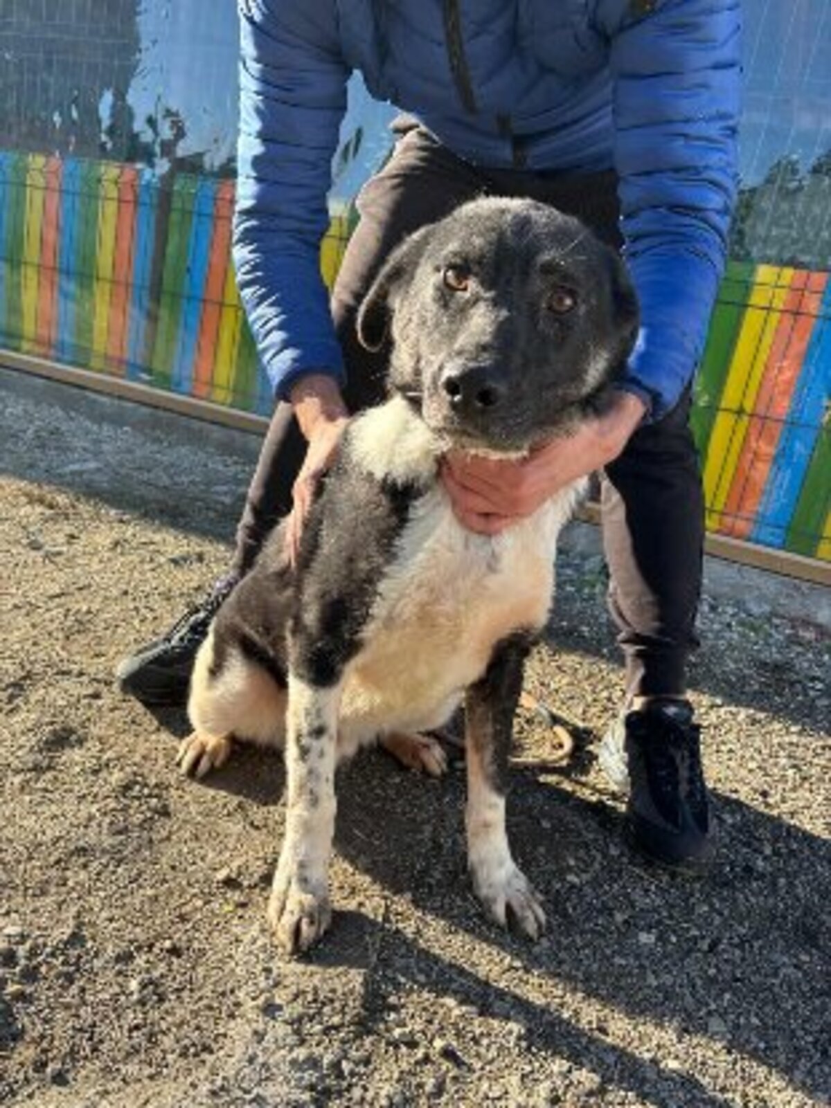 Adoption Nestor