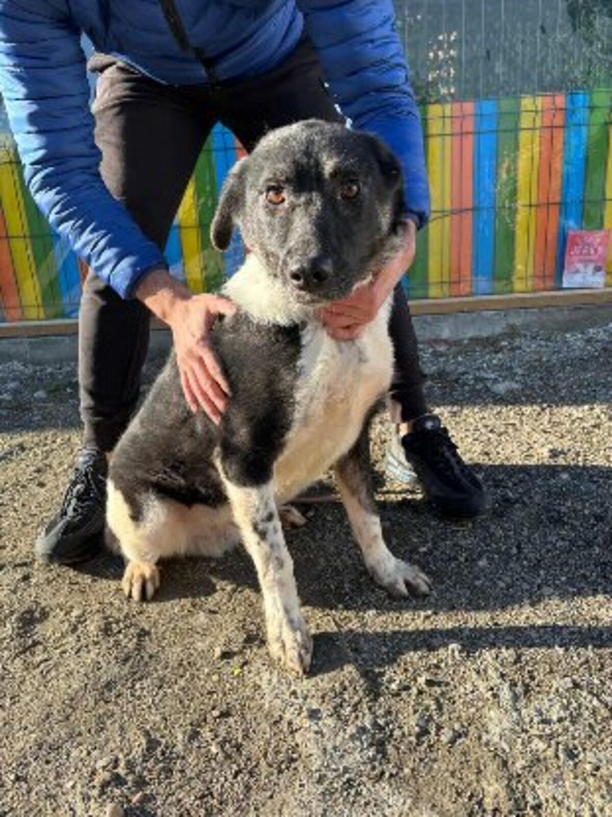 Adoption Nestor