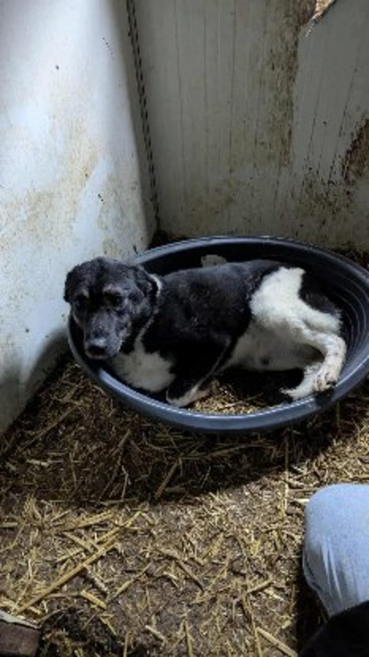 Adoption Nestor