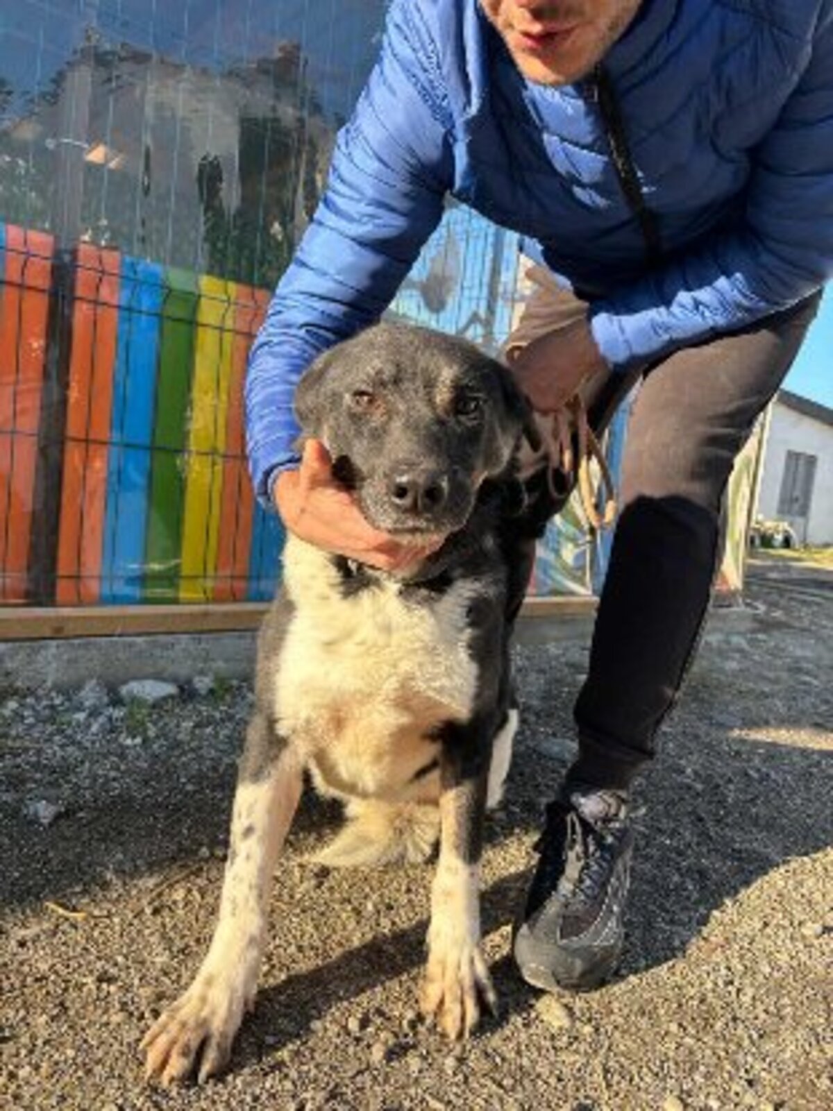 Adoption Nestor