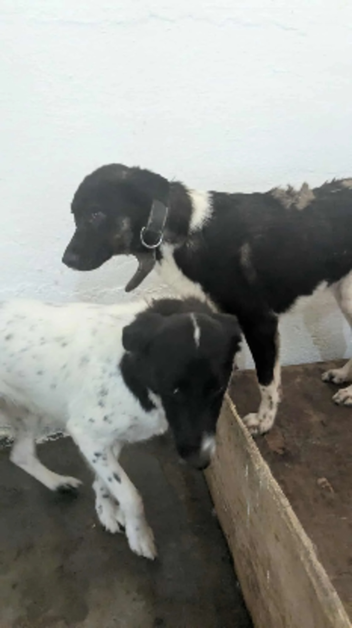 Adoption Nestor