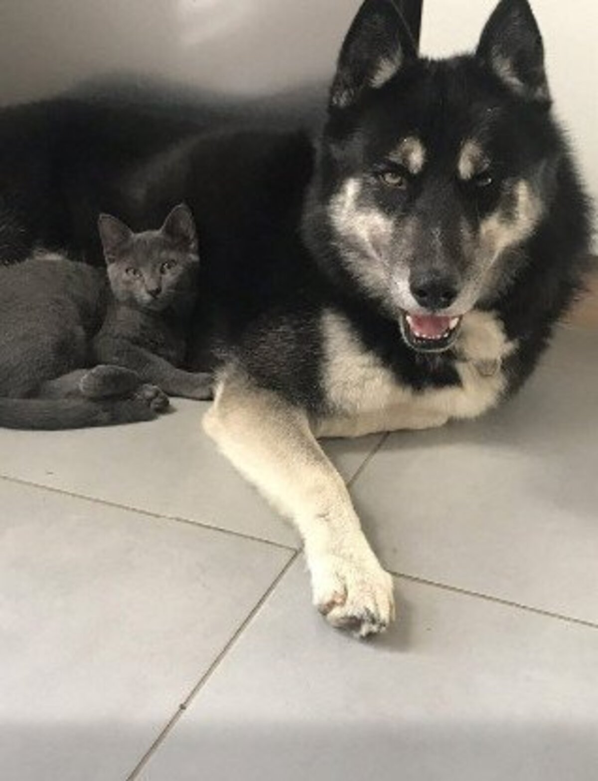 Adoption Newton