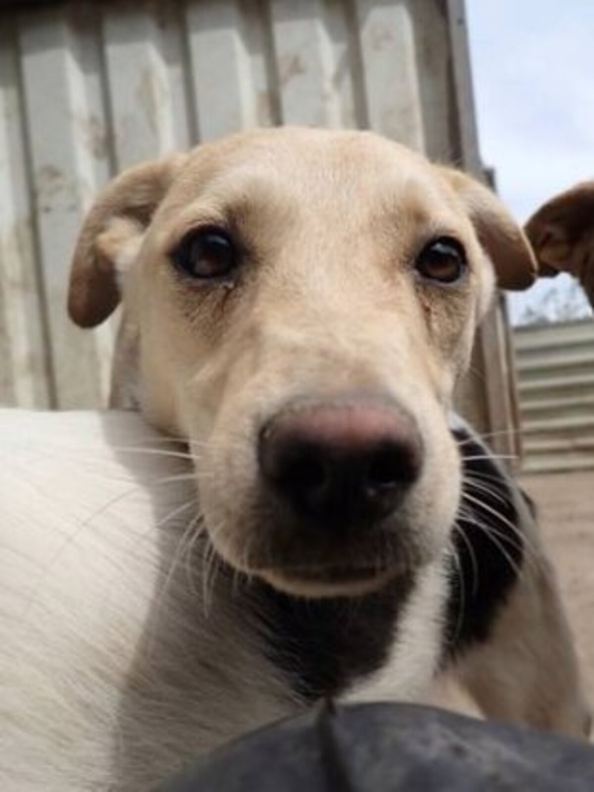 Adoption Nexton