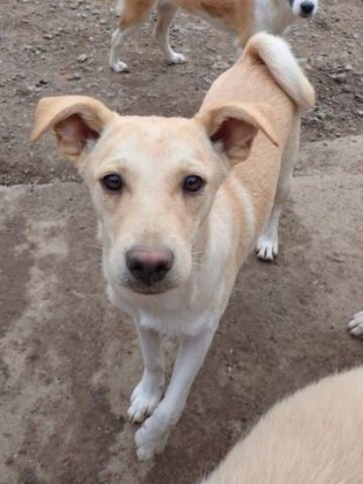Adoption Nexton