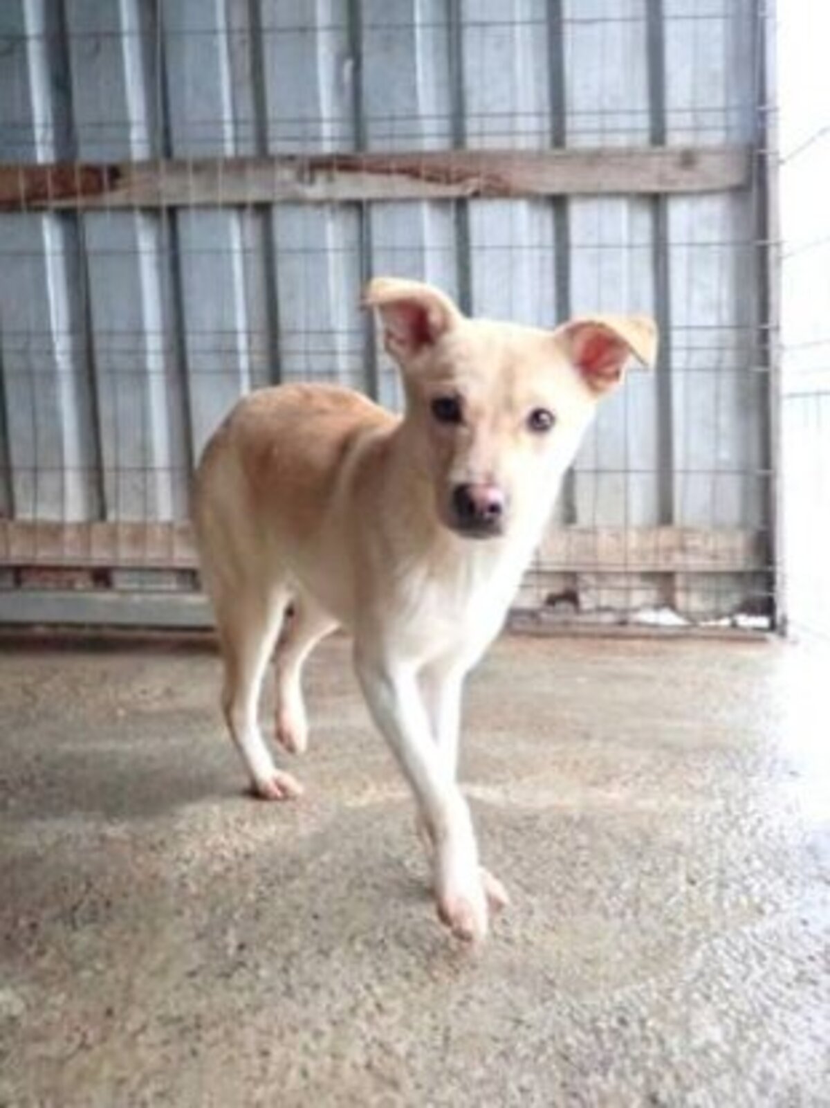 Adoption Nexton