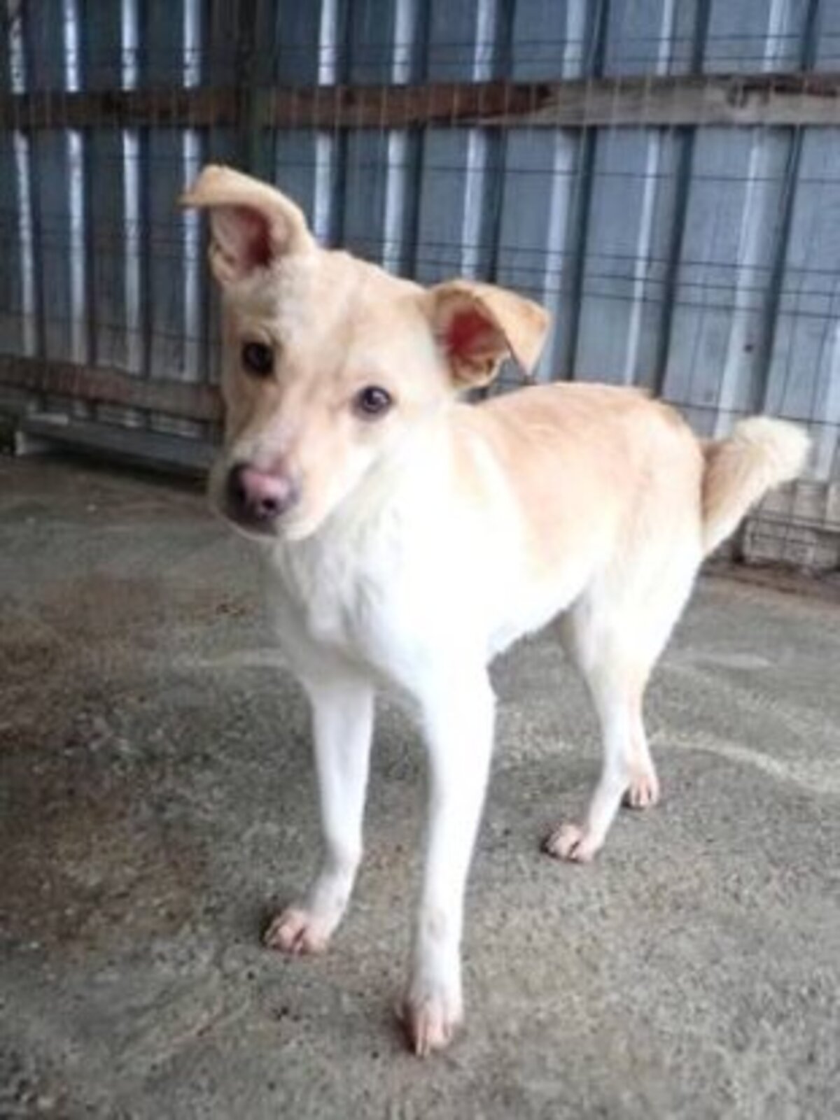 Adoption Nexton