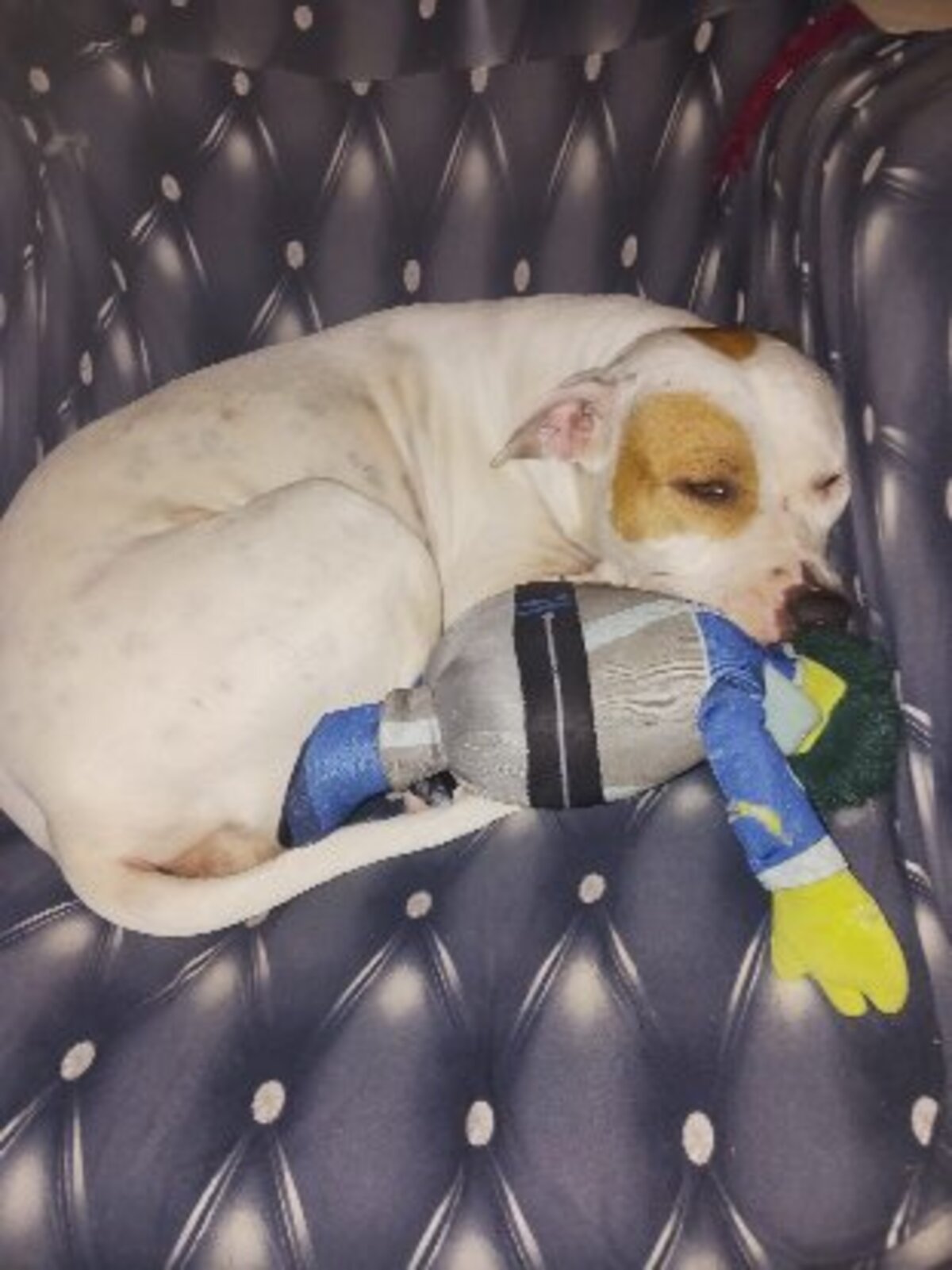 Adoption Nibby