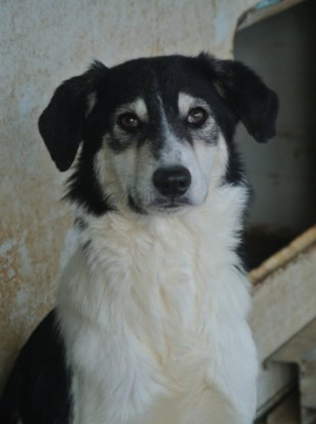 Adoption Nican