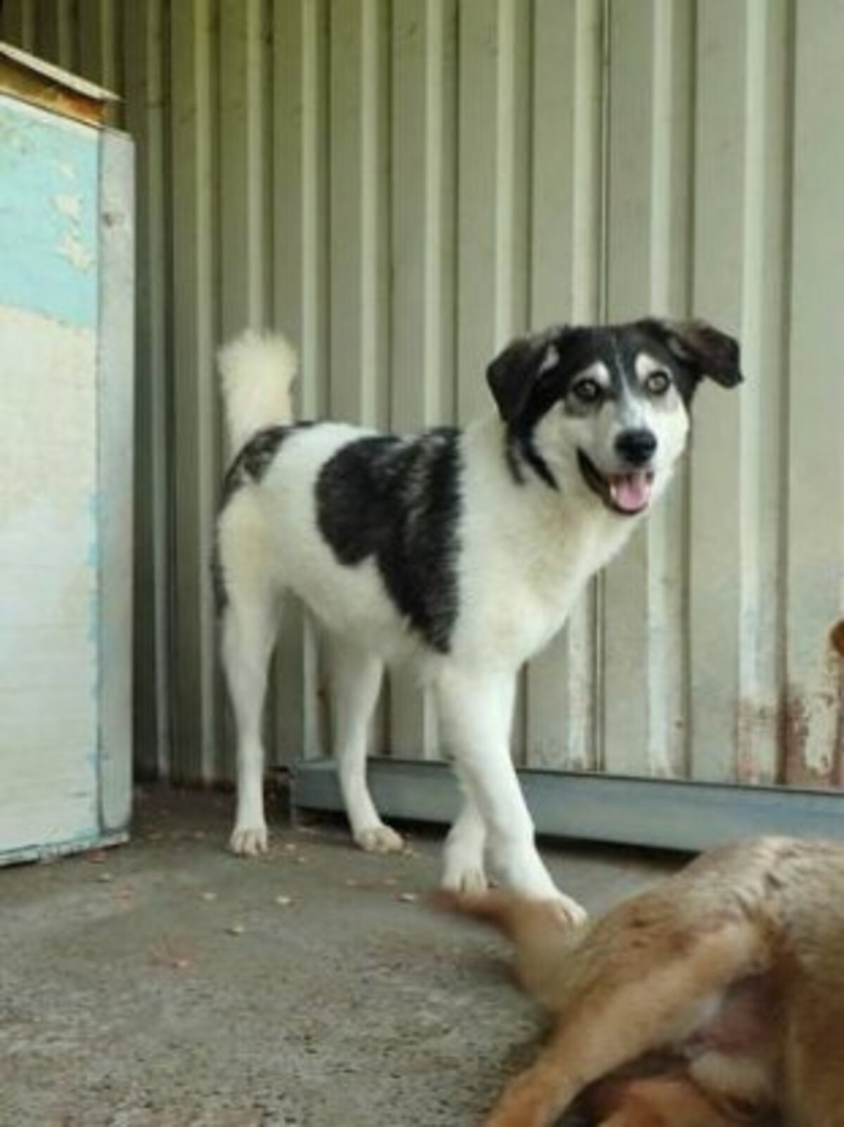 Adoption Nican