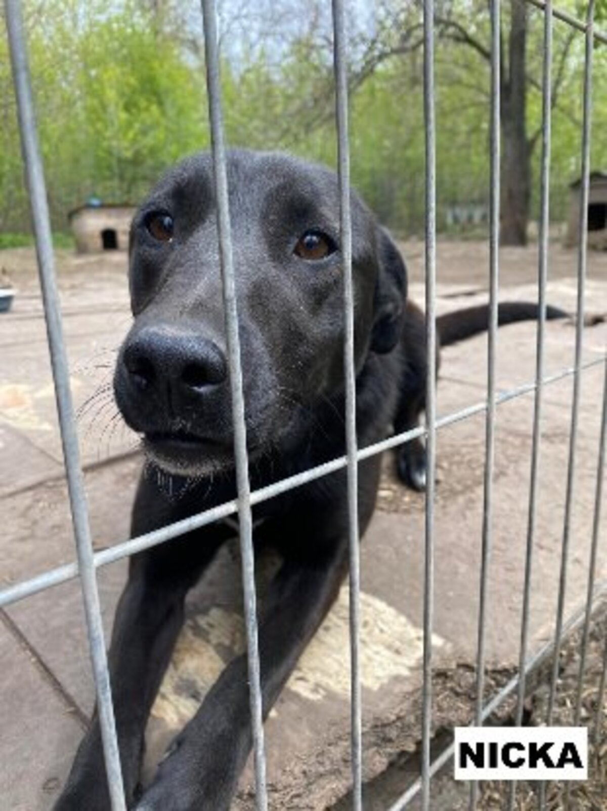 Adoption Nicka