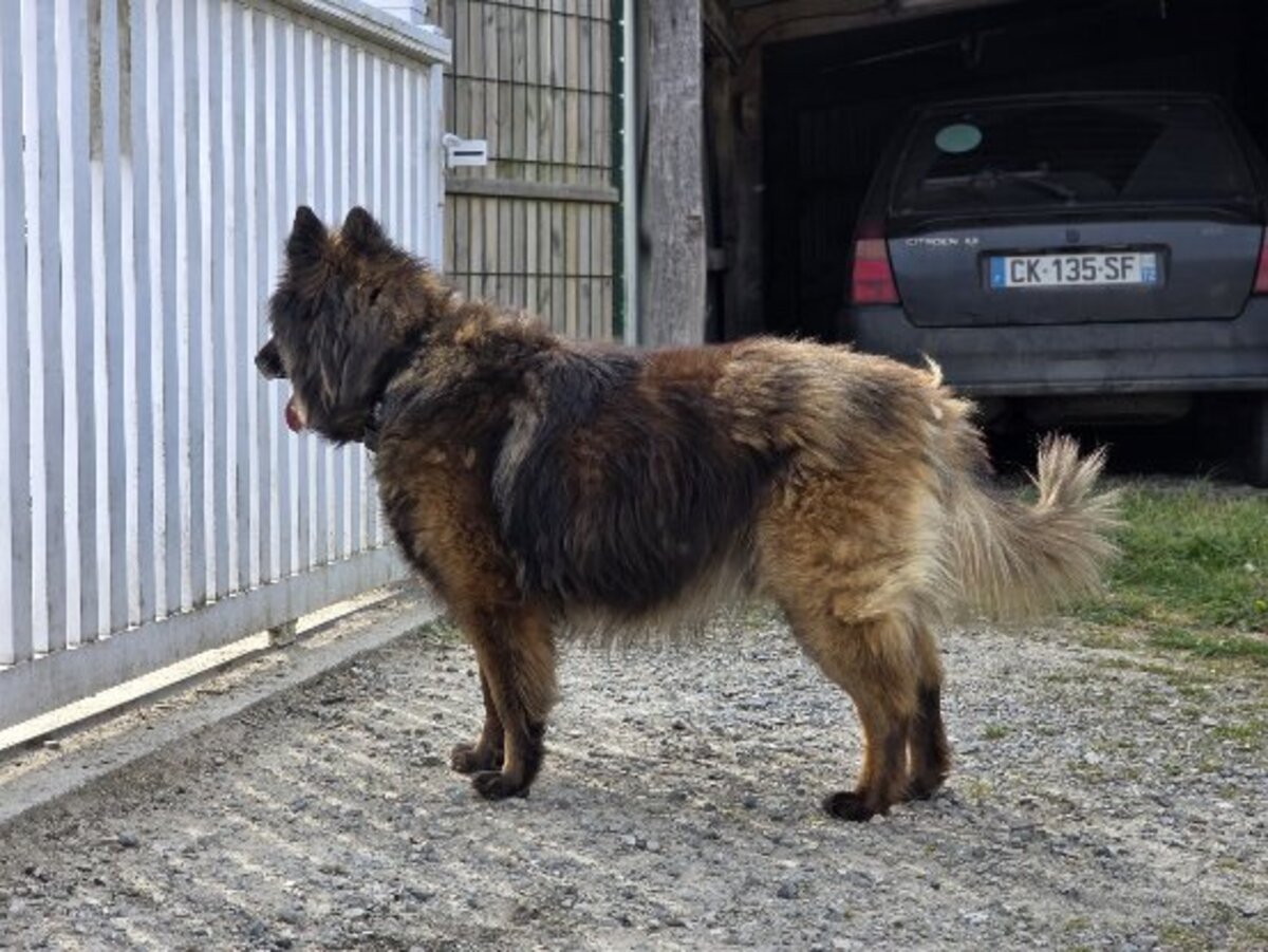 Adoption Nicky
