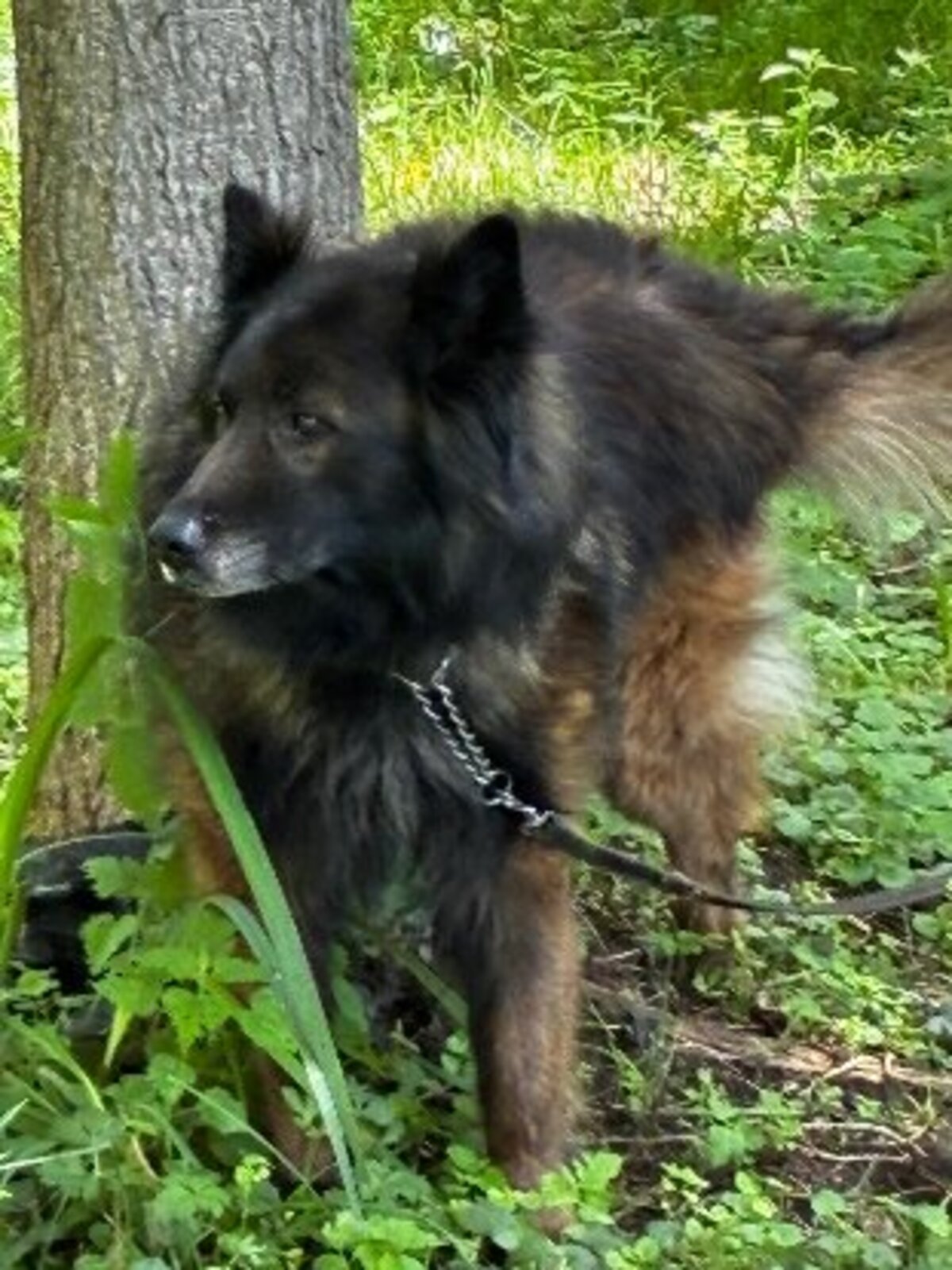 Adoption Nicky