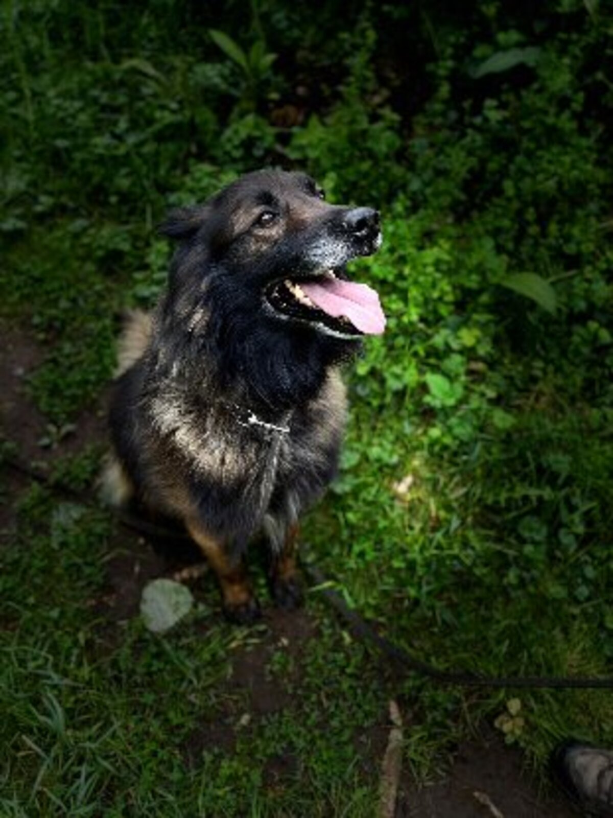 Adoption Nicky