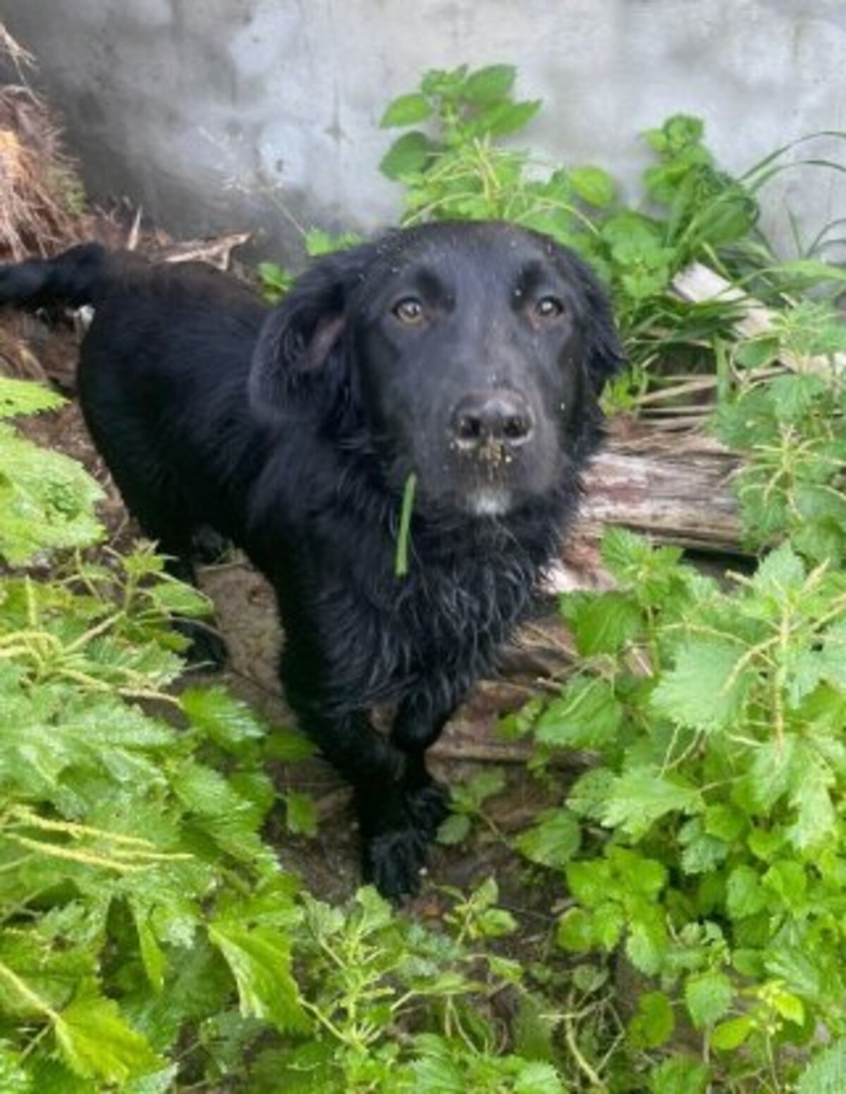 Adoption Nico