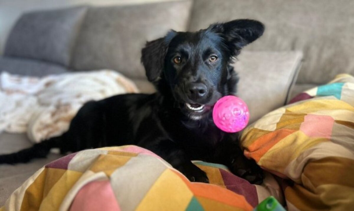 Adoption Nico