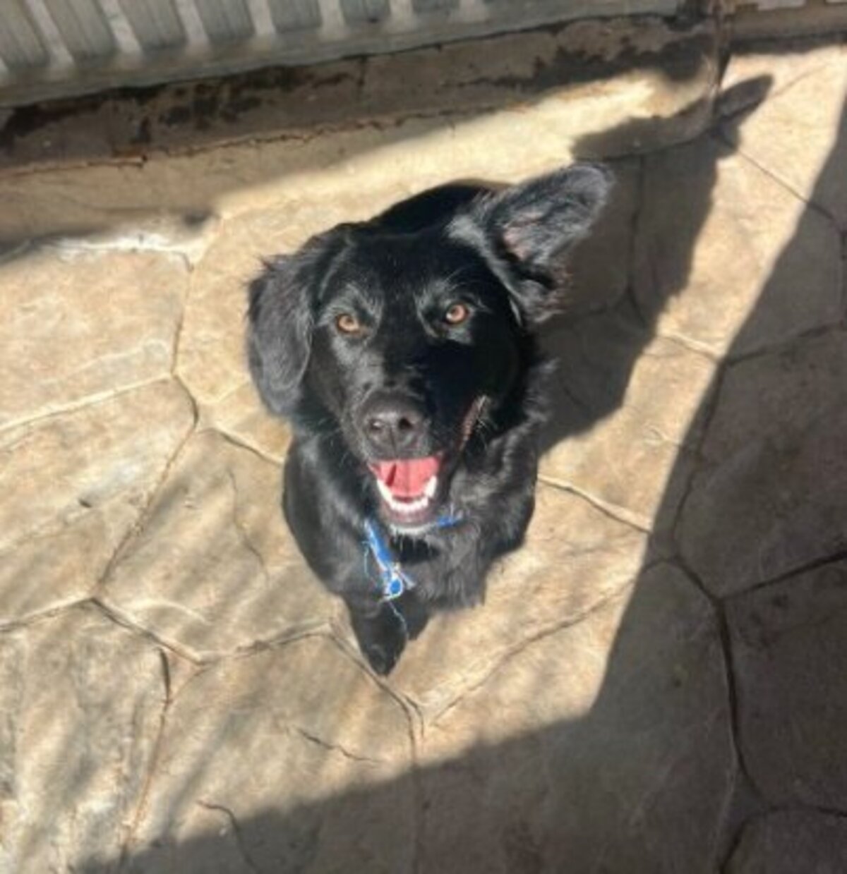 Adoption Nico