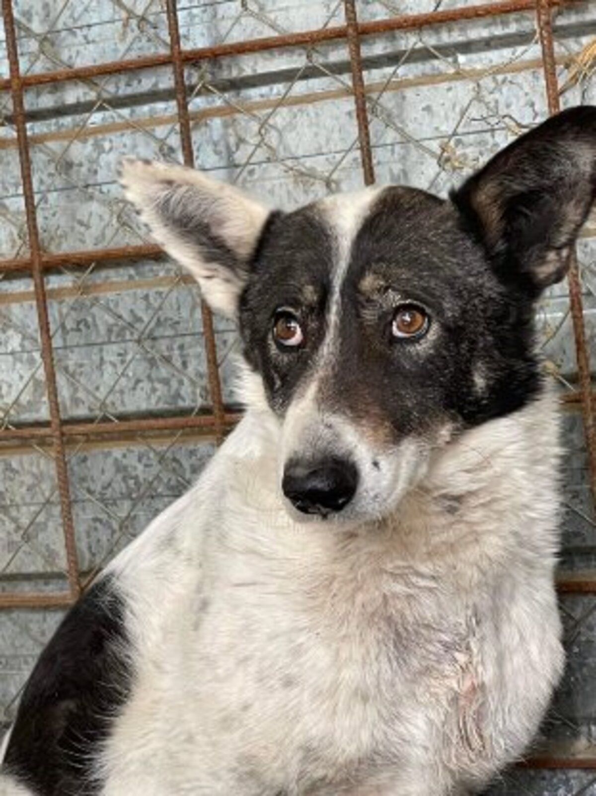 Adoption Nilam