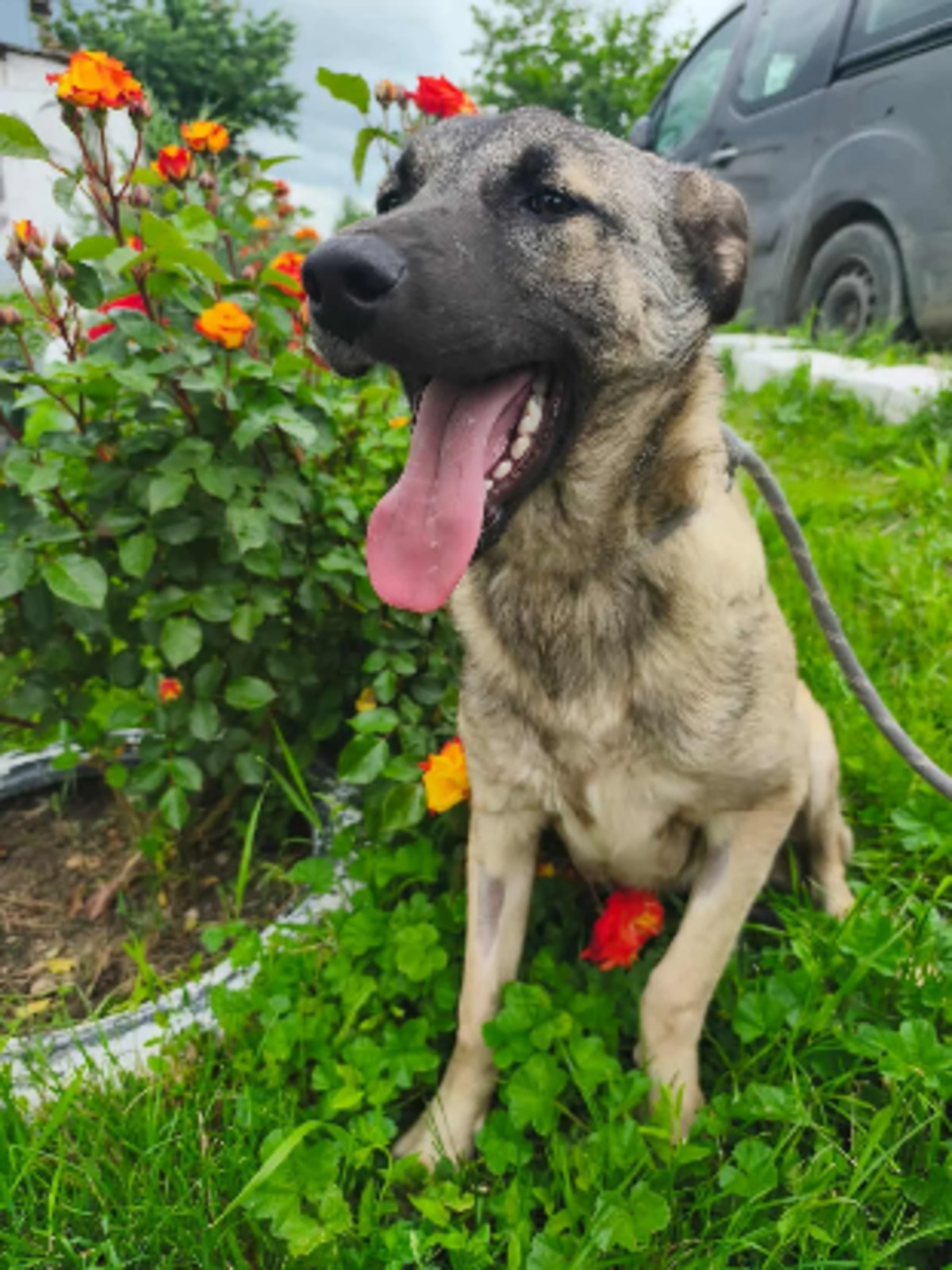 Adoption Nilam