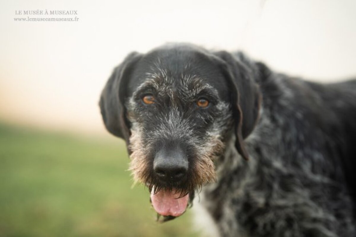 Adoption Nina