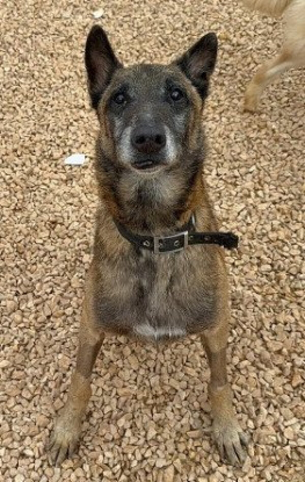 Adoption Noah
