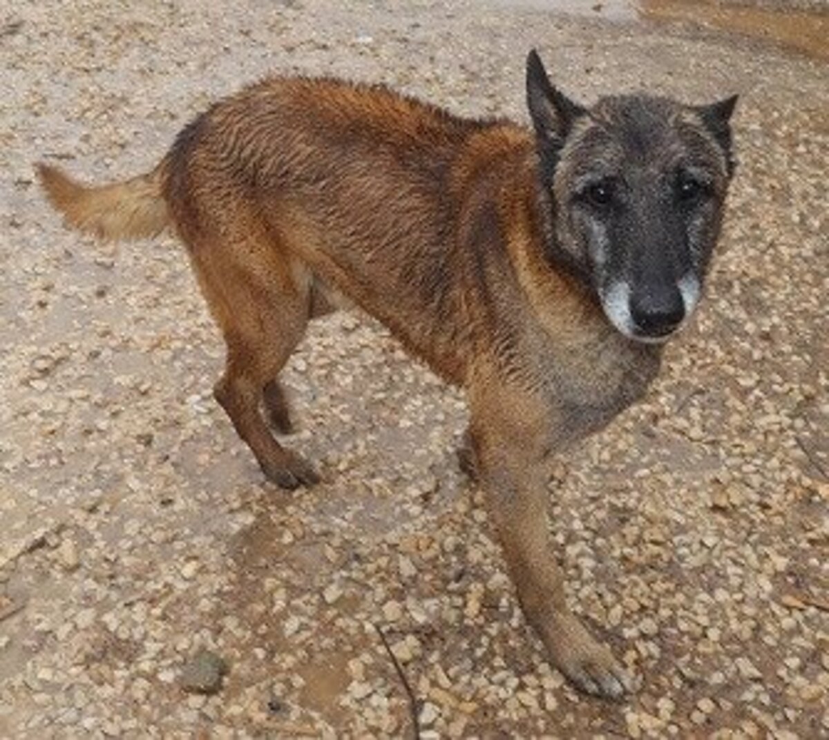Adoption Noah