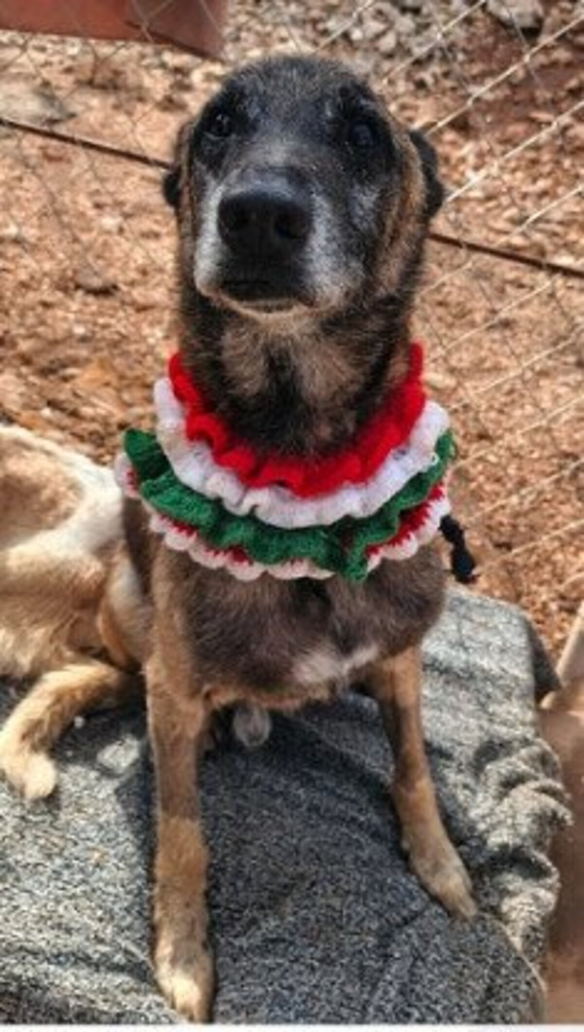 Adoption Noah