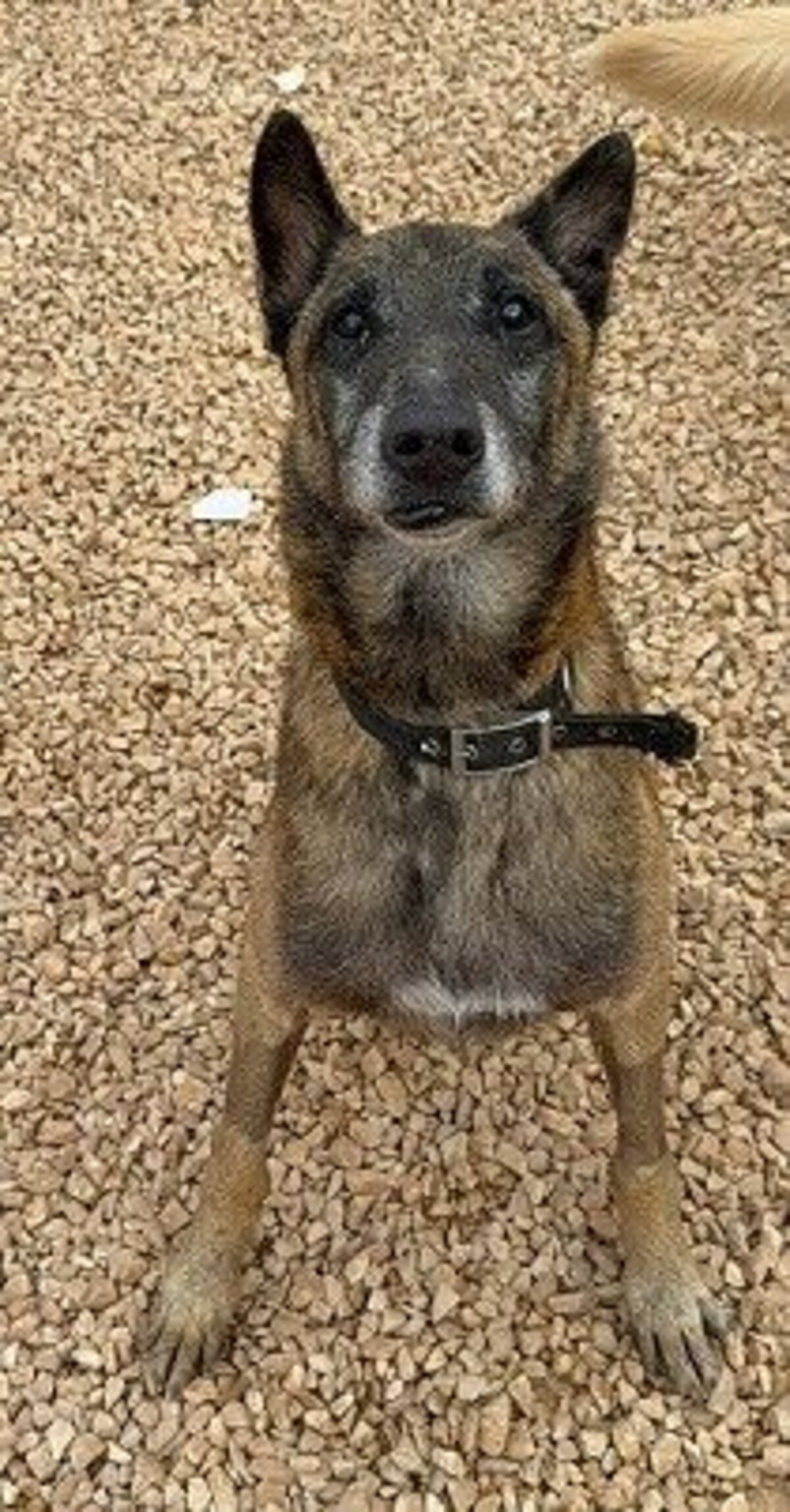 Adoption Noah