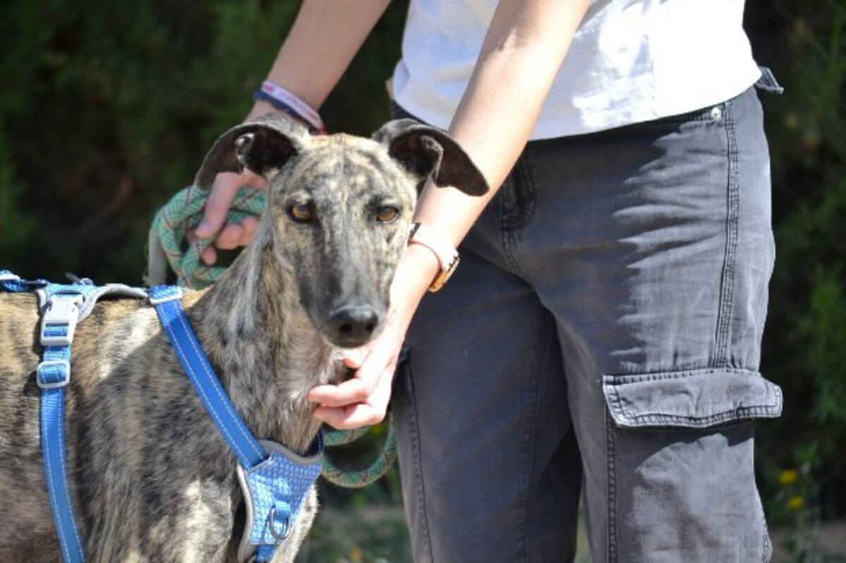 Adoption Noel