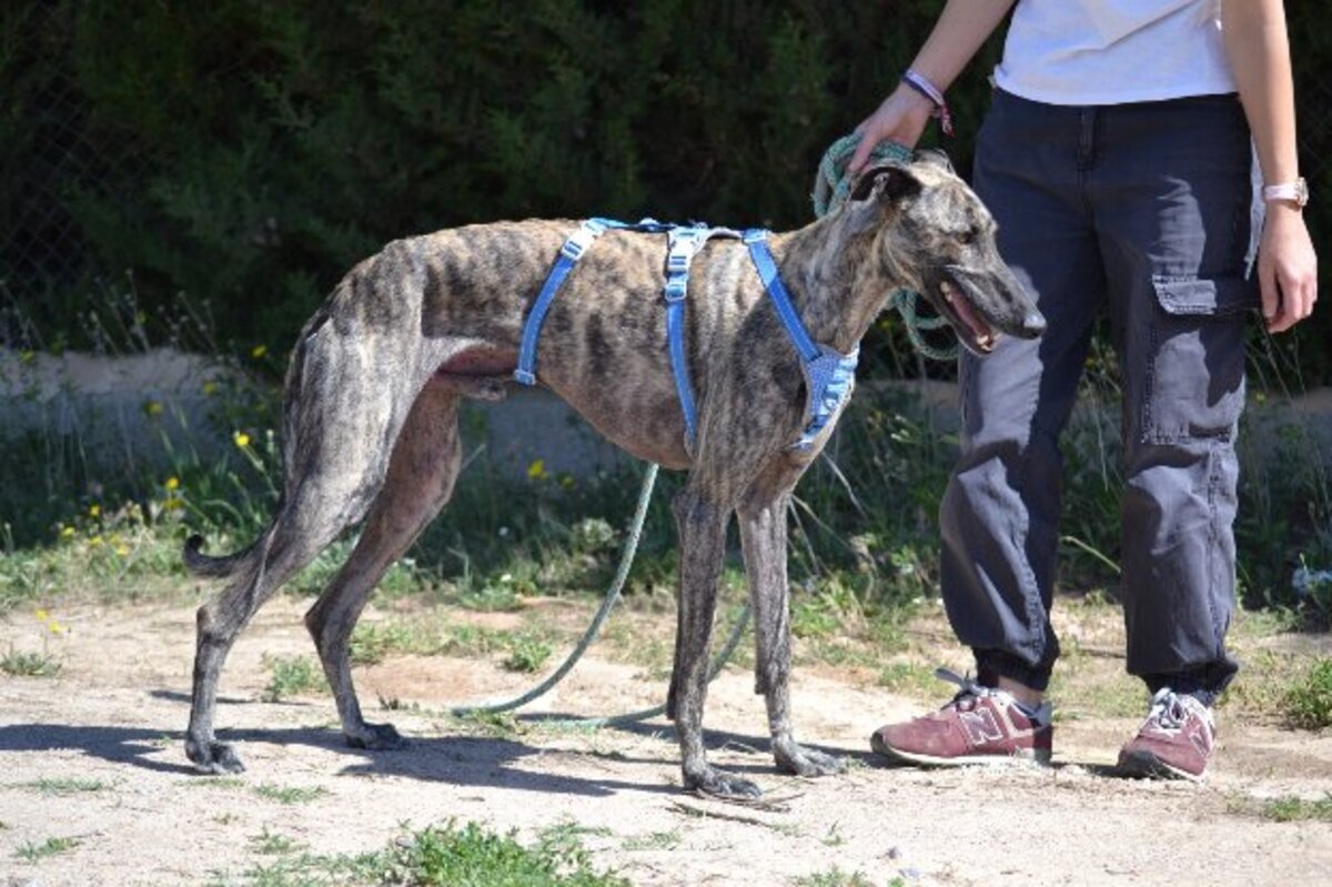 Adoption Noel