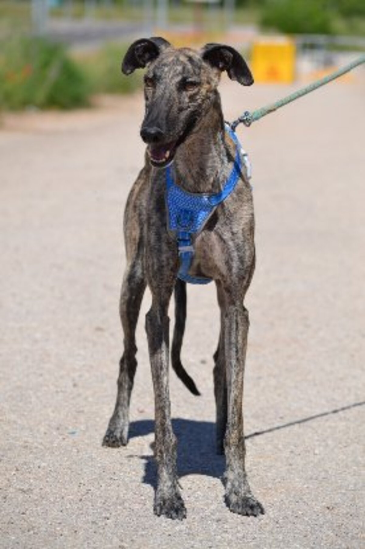 Adoption Noel