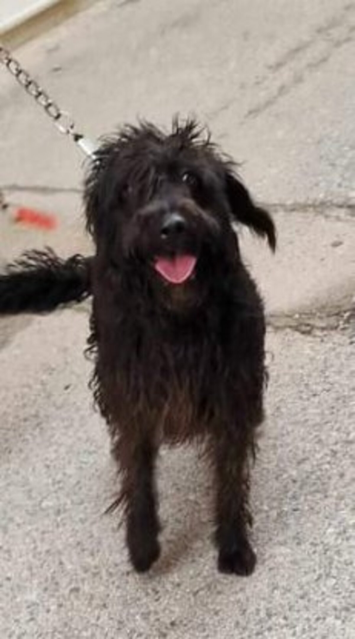 Adoption Noiro