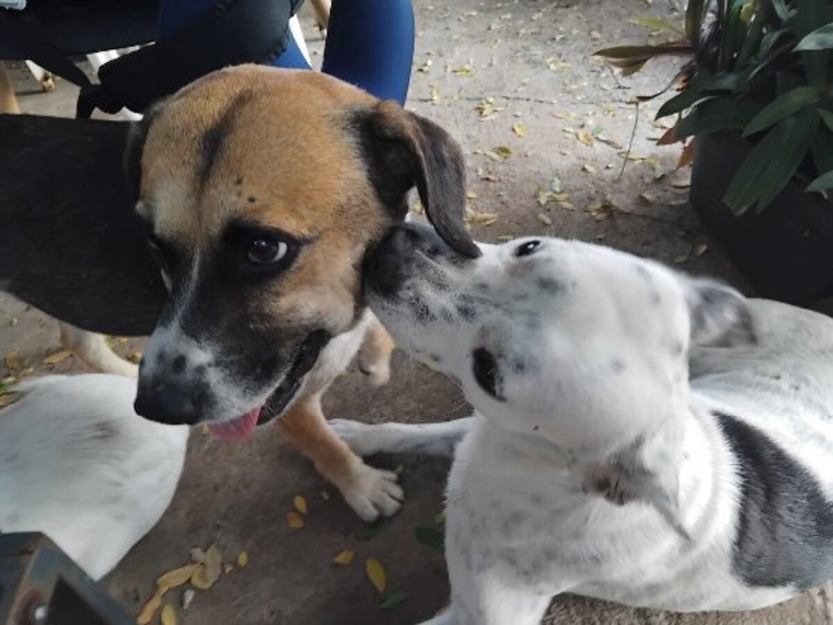 Adoption Noname