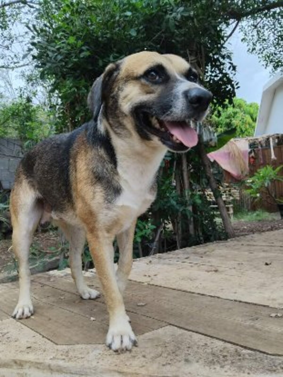 Adoption Noname