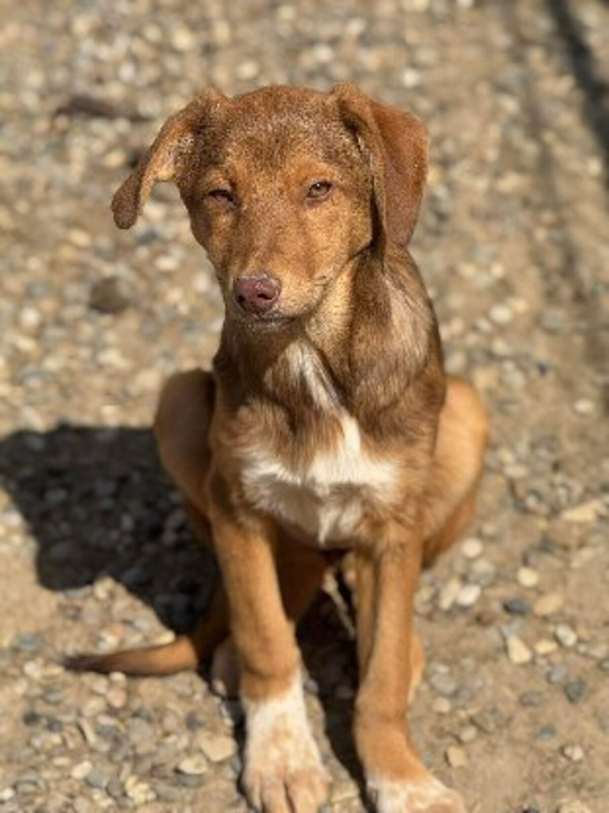 Adoption Noodles
