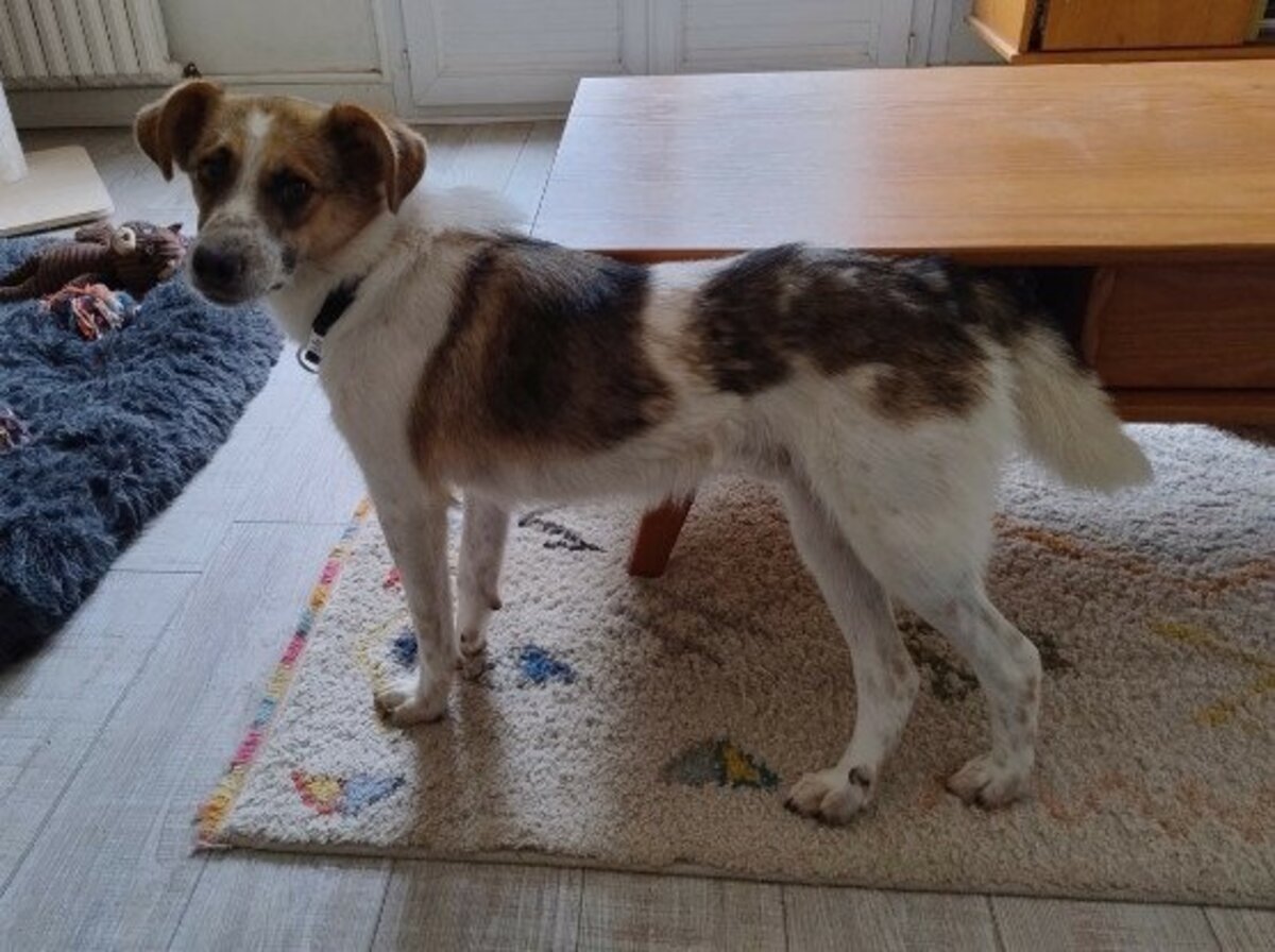 Adoption Nooky