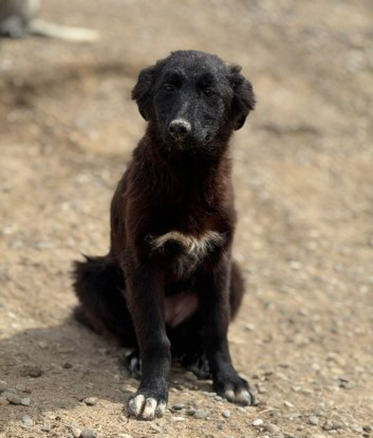Adoption Nouni