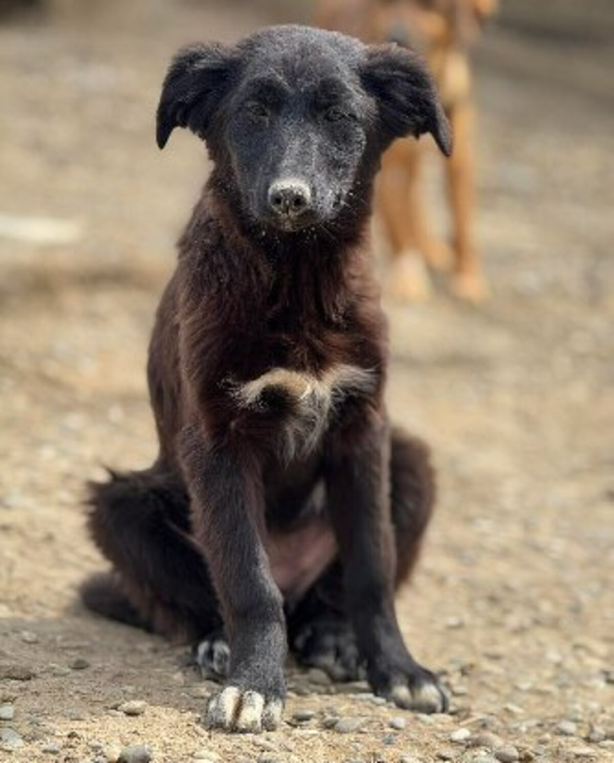 Adoption Nouni