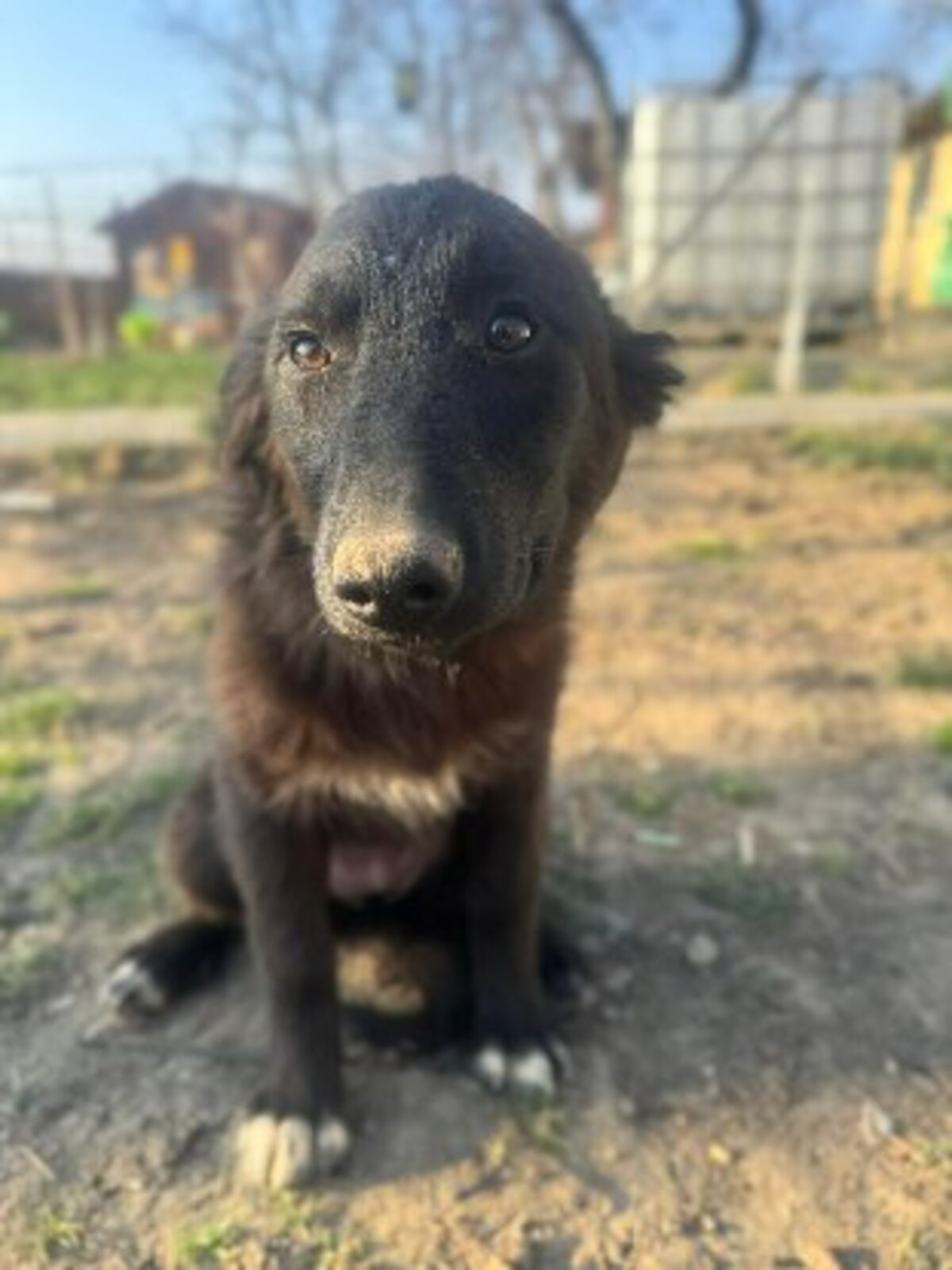 Adoption Nouni