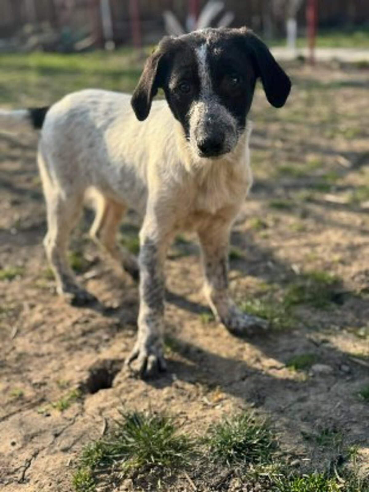 Adoption Noxis