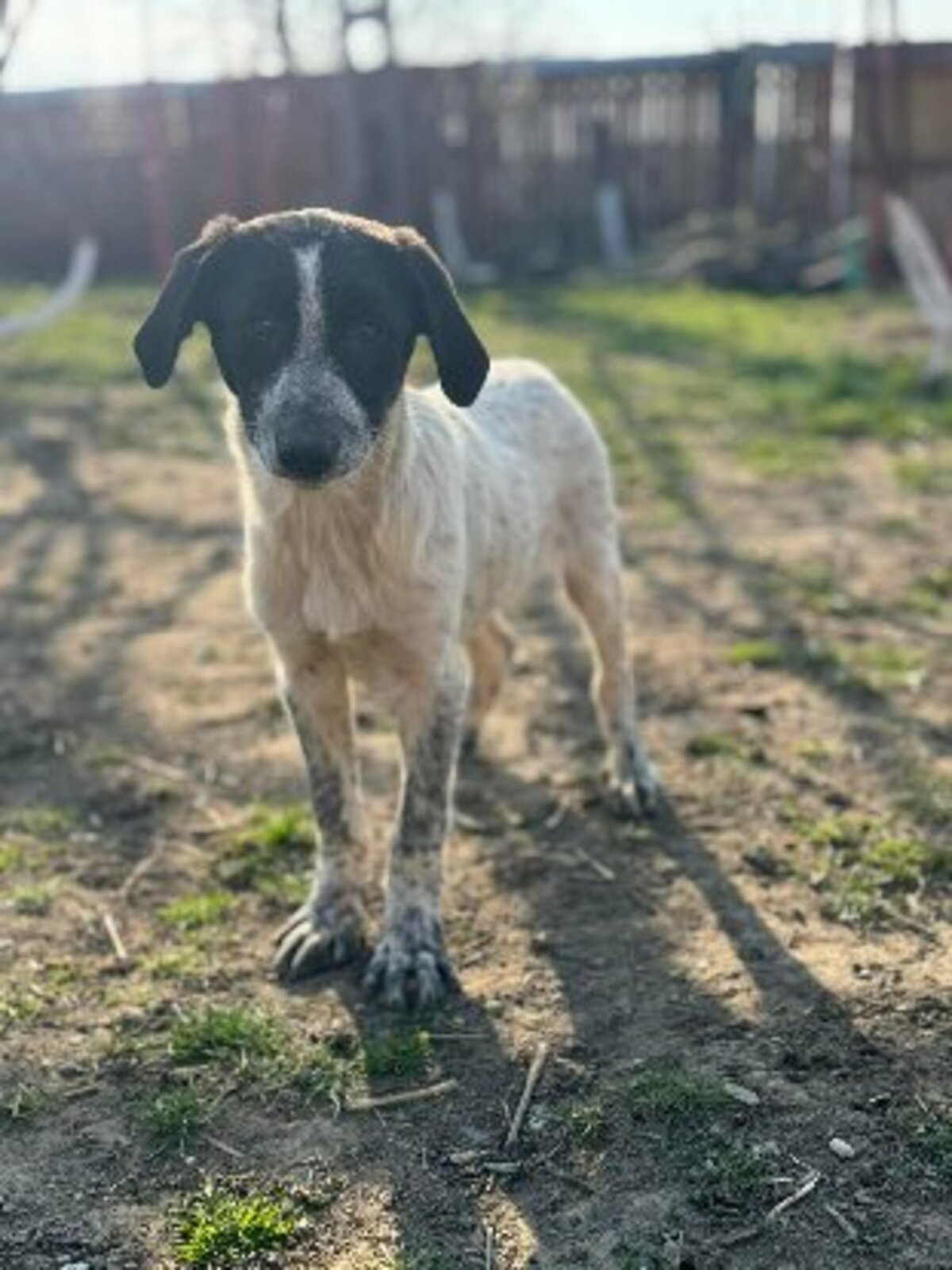 Adoption Noxis