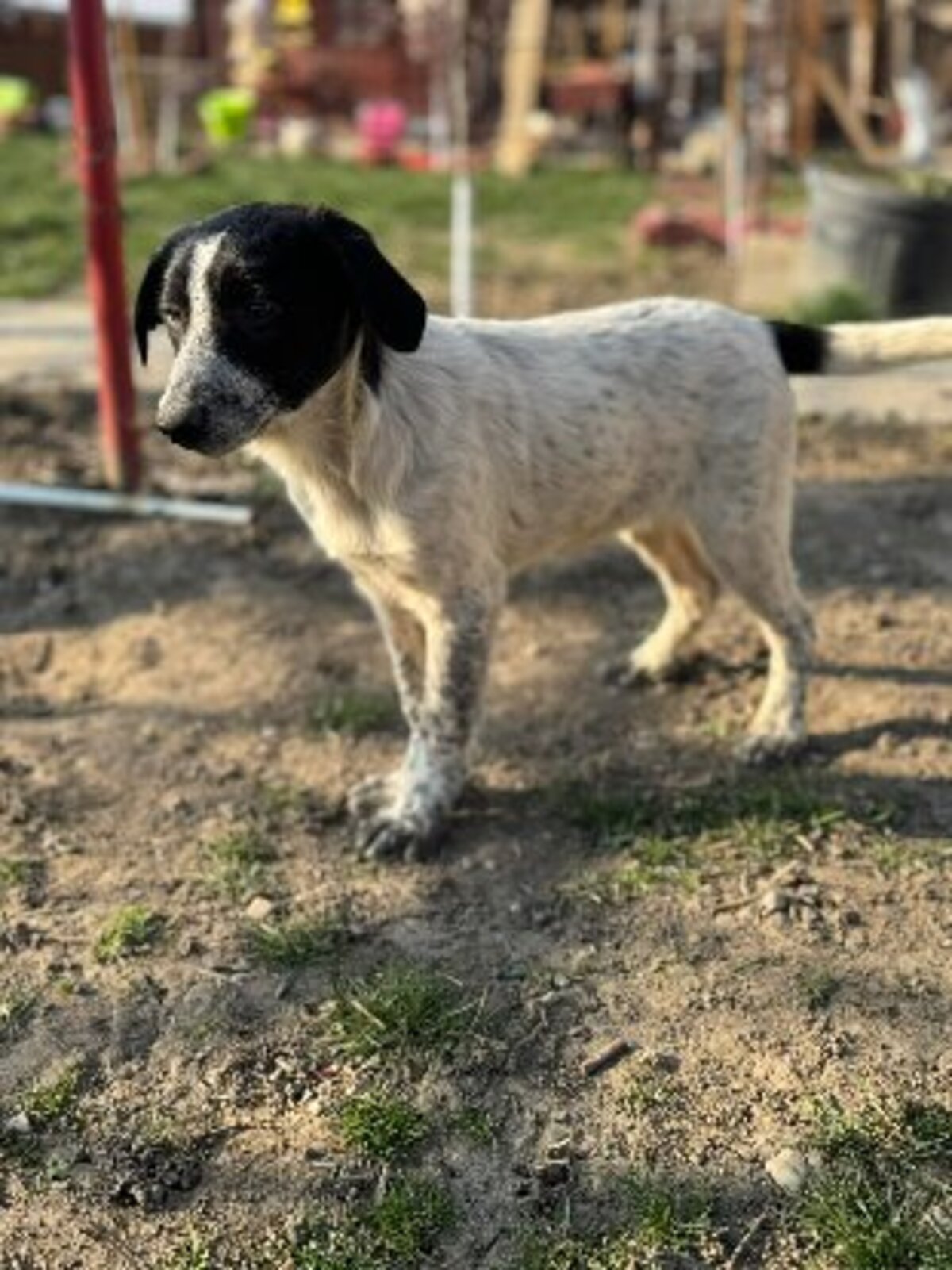 Adoption Noxis