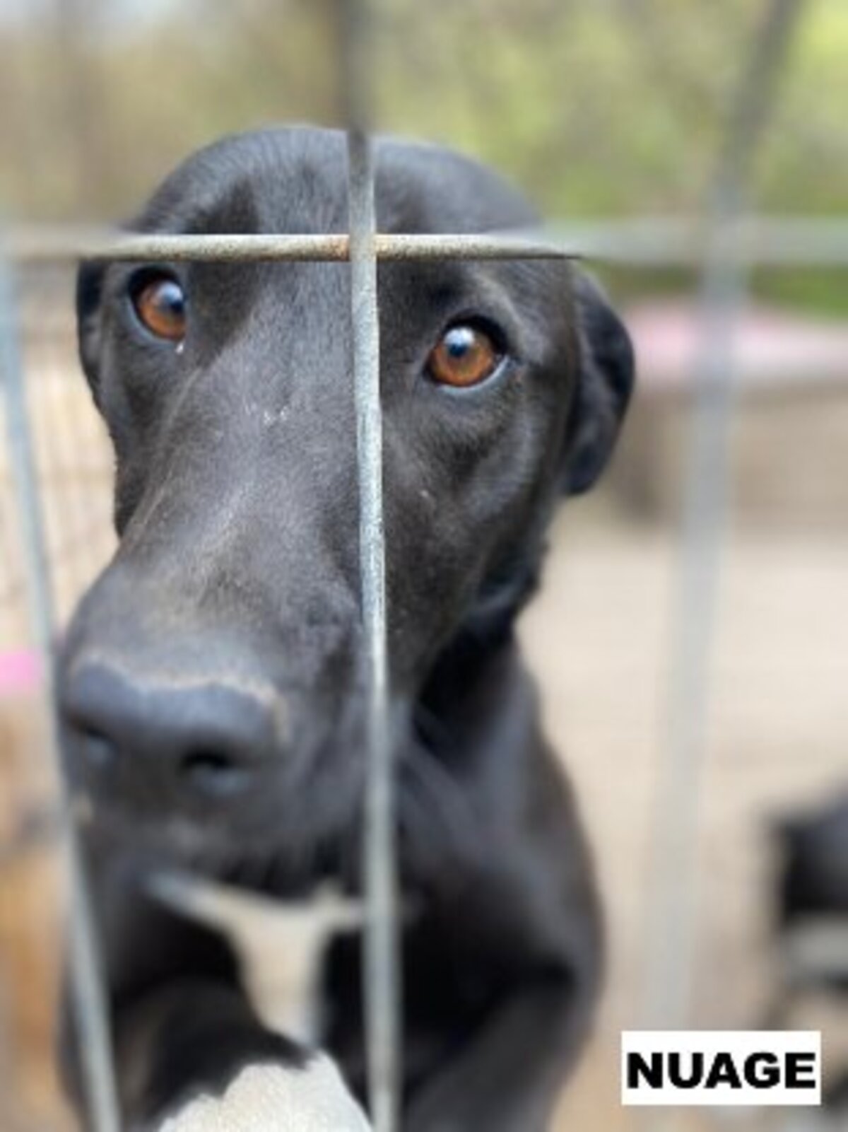 Adoption Nuage