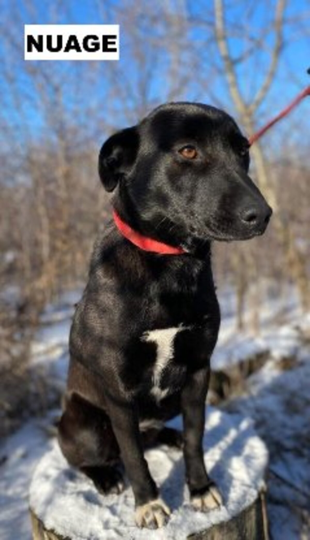 Adoption Nuage