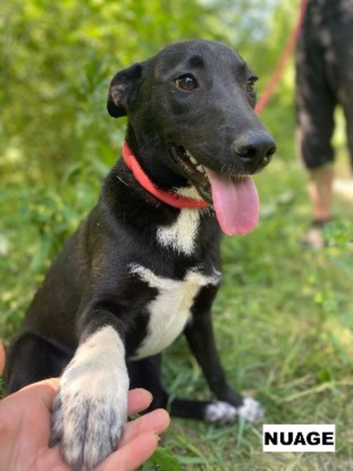 Adoption Nuage