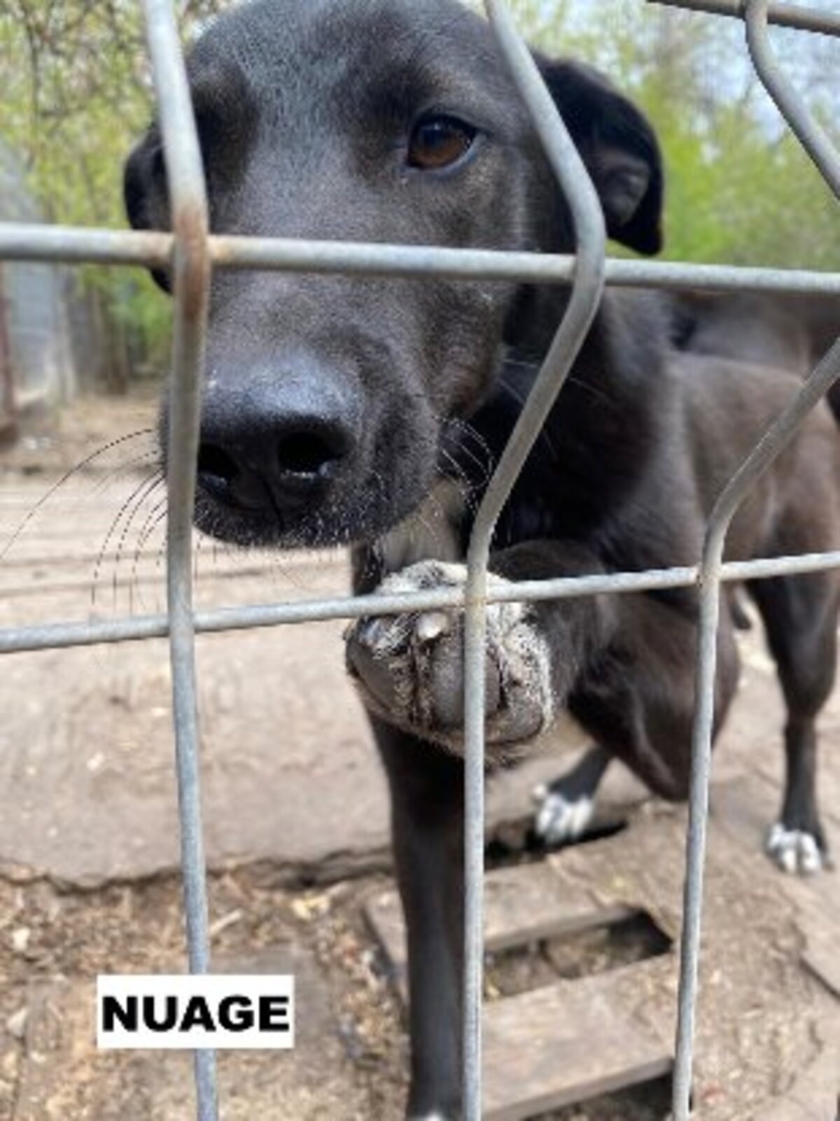Adoption Nuage