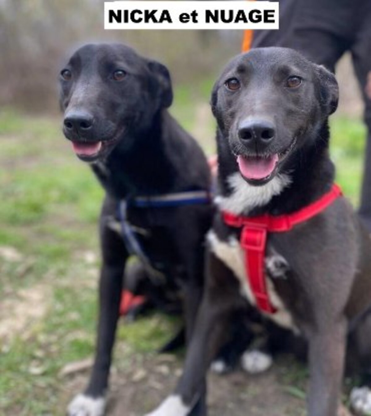 Adoption Nuage