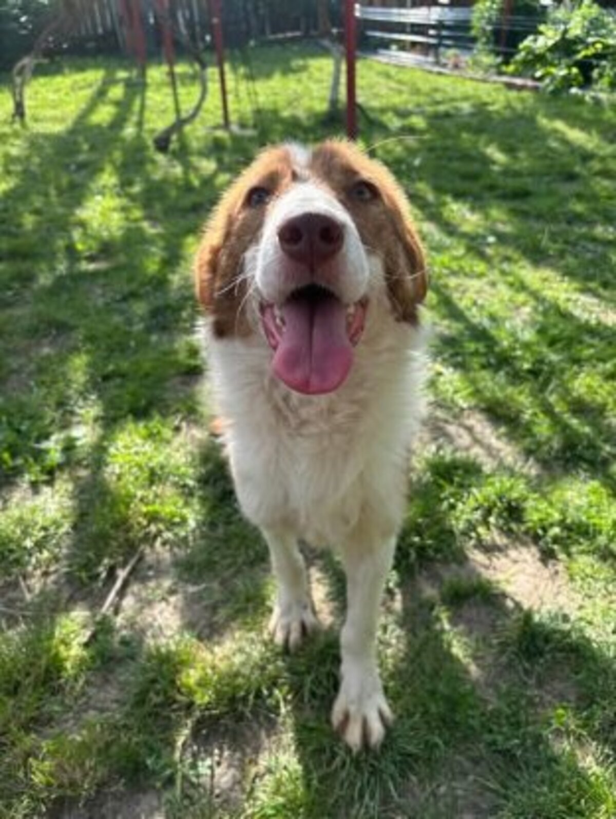 Adoption Nuga