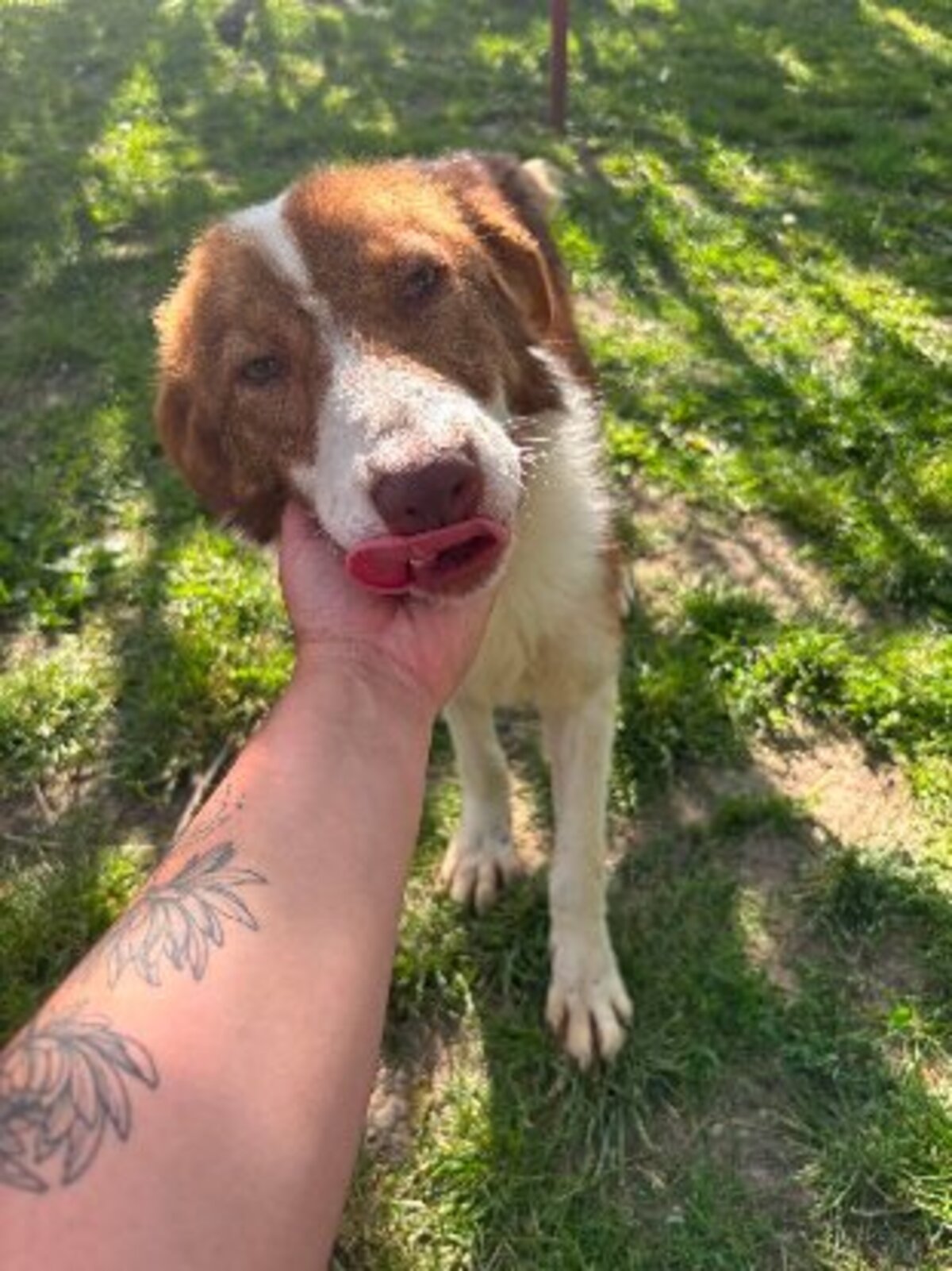 Adoption Nuga