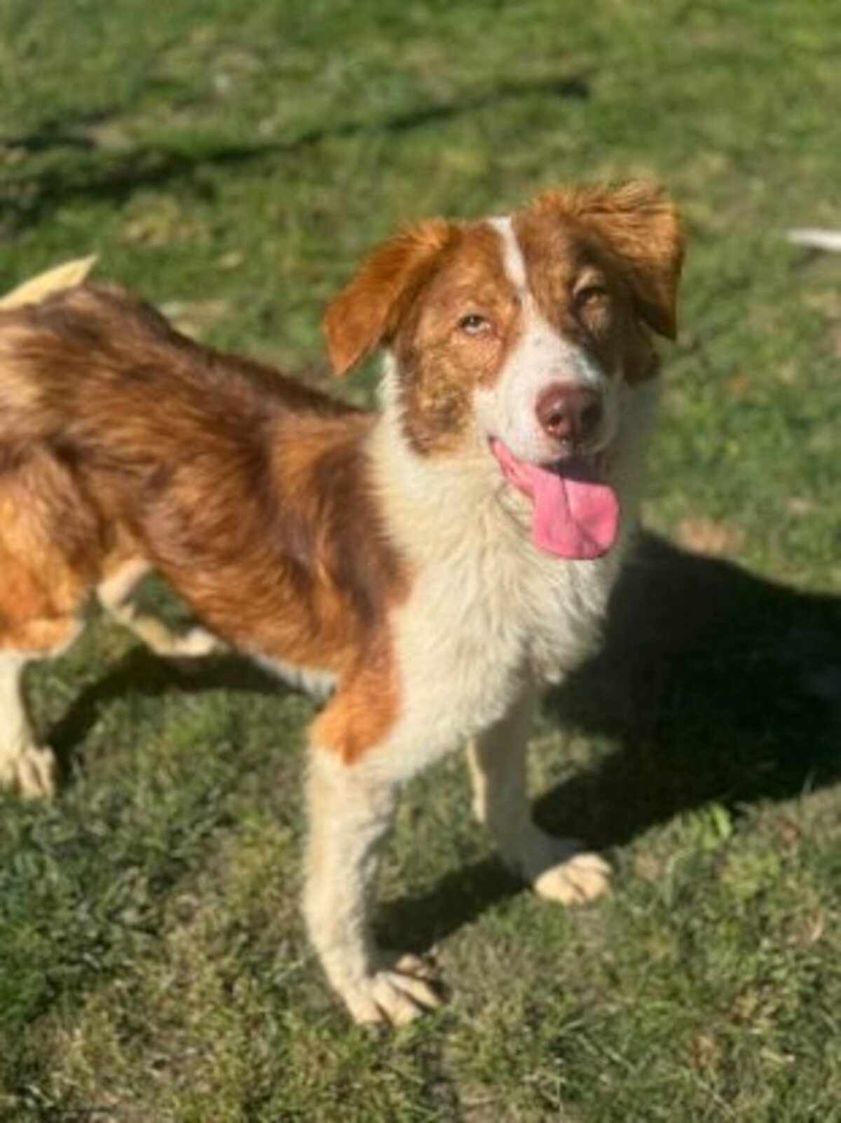 Adoption Nuga