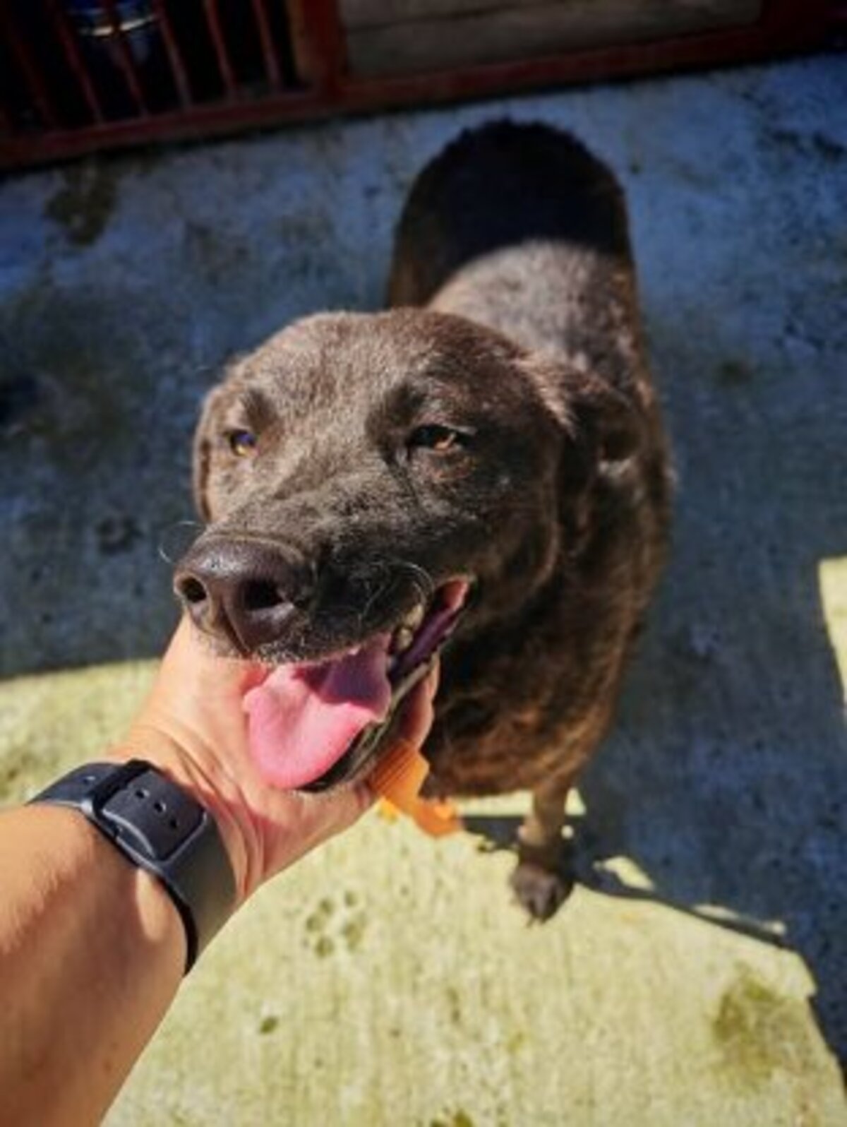 Adoption Nugget